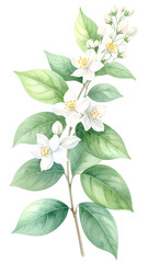 Fototapeta premium Jasmine Blooming Branch: A botanical watercolor painting showcases a vibrant branch of Jasmine in full bloom, revealing its delicate, Botanical for Wedding Invitation, Greeting Card, Decorative .