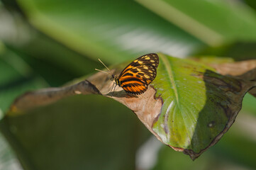 Heliconius butterfly in peruvian cloud forest amazon
