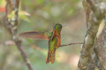 Peruvian boissonneaua matthewsii perched on branch with open wings