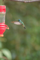 Sparkling violetear flying in peruvian cloud forest amazon