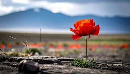 A vibrant, solitary poppy flower stands tall against a backdrop of a field of poppies and distant mountains, showcasing a serene and colorful landscape.