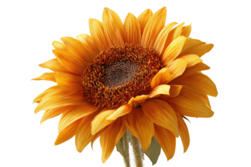 Close-up of a vibrant orange-yellow sunflower