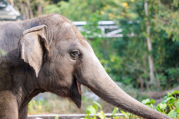 Close up right side of African elephant with smile