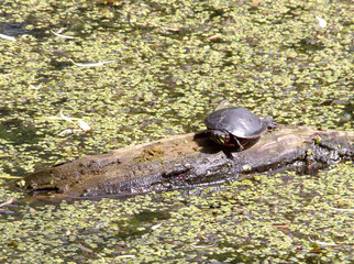 Water turtles on the trunk ib pond