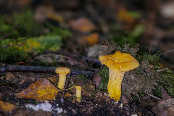 Bright yellow chanterelle mushroom grows among forest floor leaves, moss, and clover, adding...
