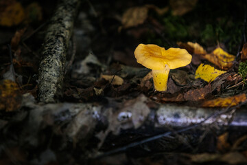 Bright yellow chanterelle mushroom grows among forest floor leaves, moss, and clover, adding...