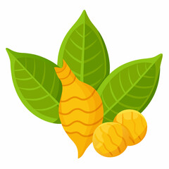 Turmeric Plant Illustration
