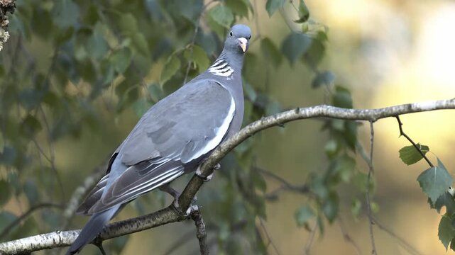 Grzywacz (Columba palumbus)