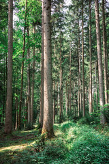 Fototapeta premium mystical sun lit pine tree forest in germany