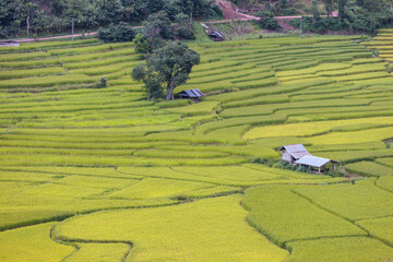 View of rice terrace in the valley with a traditional rural house located in Nan province, Northern of Thailand