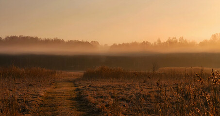 A meadow covered in fog early in the morning