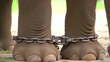 Captive Elephant: A Symbol of Animal Cruelty