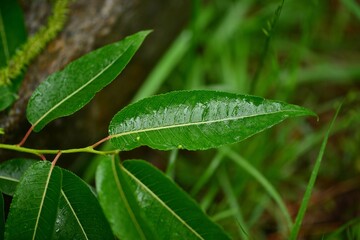 Salix maximowiczii, called Jjokbeodeul in Korea, is a native willow tree growing in mountain forests and valleys. This deciduous species holds ecological and landscape importance.