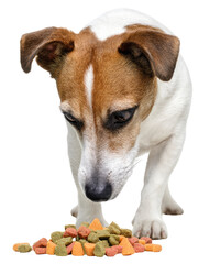 Jack Russell Terrier focused on dog food
