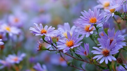 Closeup purple wildflowers in soft focus