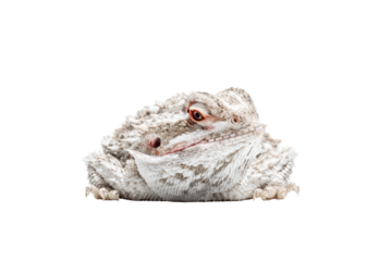 Close-up of a light-colored lizard