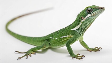 Obraz premium Knight Anole on studio background