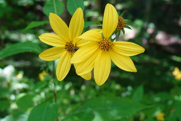 pair of yellow flowers