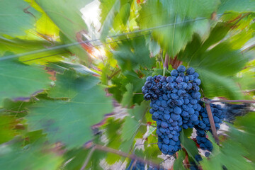 A bunch of ripe grapes ready for harvest at sunset