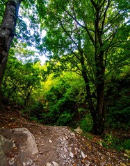 Lush forest path through a ravine