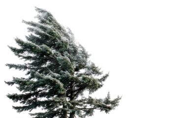 A wintry tree, buffeted by a strong wind