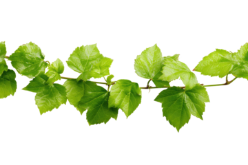 Close-up of a vibrant green vine