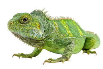 Obraz premium Close-up of a vibrant green lizard