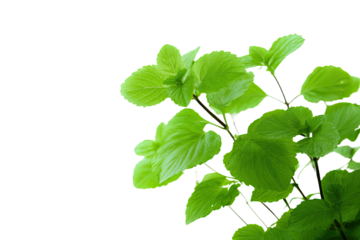 Close-up of vibrant green leaves (2)