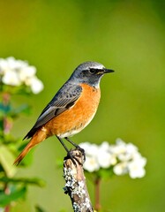Fototapeta premium Bird perched on branch
