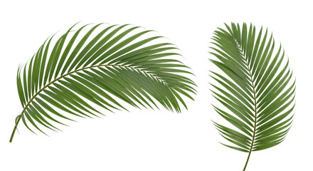 Obraz premium Two Lush Green Palm Leaves Isolated on White.