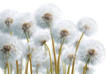 Cluster of fluffy white dandelions