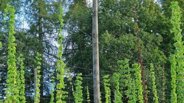 Hop Plantation with Bines with Ripe Flowers Growing Up Trellises made of Support Wire and Strings