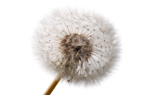 Close-up of a dandelion seed head (16)