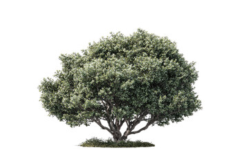 Full shot of a broadleaf tree, light grayish-green foliage