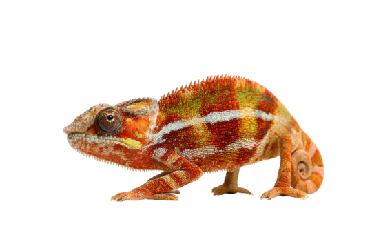 A side view of a colorful chameleon