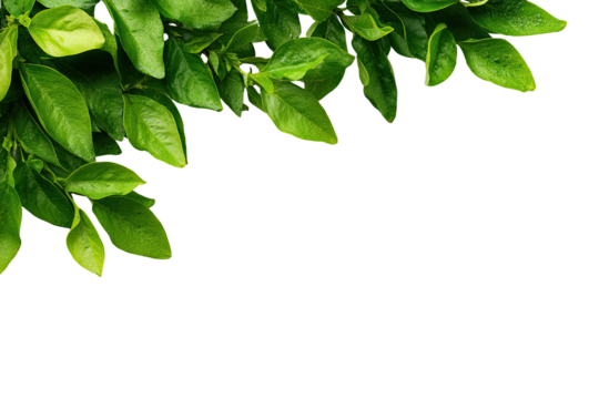 Fresh green leaves form a border against a black background