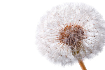 Fototapeta premium Close-up of a dandelion seed head (2)