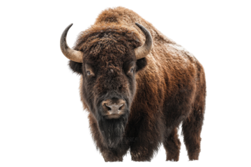 Close-up of a large bison