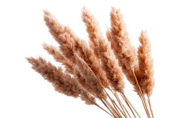 Close-up of dried pampas grass