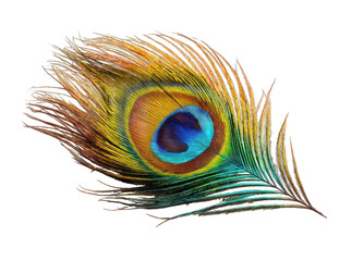 Vibrant peacock feather against black background