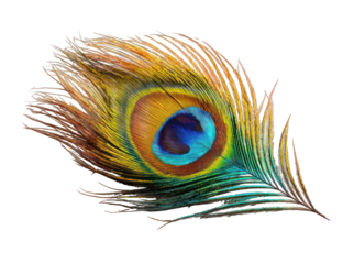 Vibrant peacock feather against black background