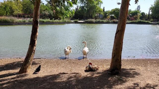 Video of a serene lakeside at Antonis Tritsis Metropolitan Park in Ilion, Attica, Greece, with graceful white geese and ducks wading in the clear water, framed by lush greenery and blue skies.