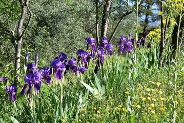 Jardin d'iris au printemps