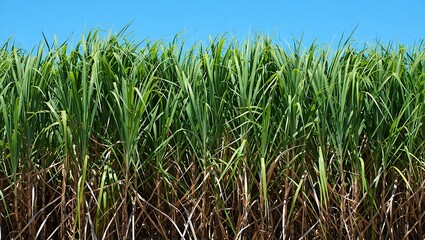 Obraz premium Vibrant green cornfield under a clear blue sky agricultural landscape growth and nature