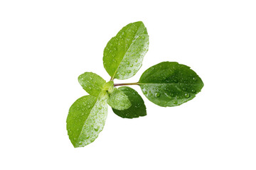 Close-up of a cluster of fresh, green leaves