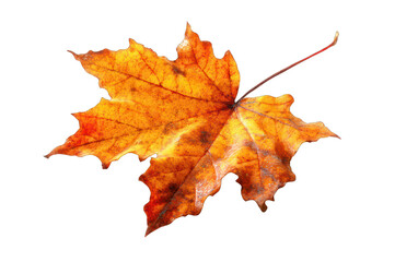 Fototapeta premium Autumnal maple leaf against black background