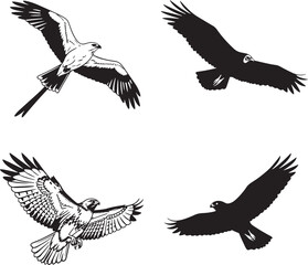 Obraz premium Collection of bird of prey flight illustrations in black and white designs