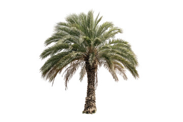 Isolated palm tree, light gray-green fronds,  thick trunk