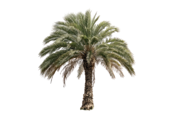 Isolated palm tree, light gray-green fronds,  thick trunk