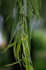 Salix pseudolasiogyne, called Neungsubeodeul in Korea, is a deciduous willow with long pendulous branches. Native to East Asia, it is widely planted for scenic landscapes and ecology.